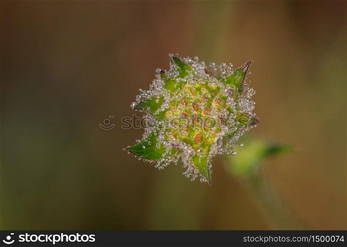 Closeup of overflowered field scabious covered by small dewdrops against the blurred green background