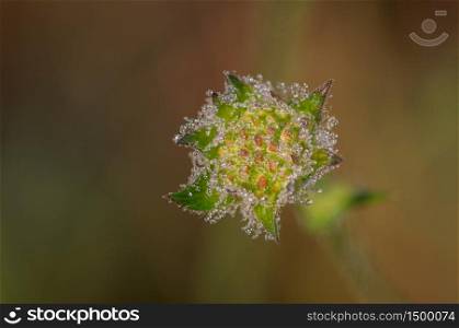 Closeup of overflowered field scabious covered by small dewdrops against the blurred green background
