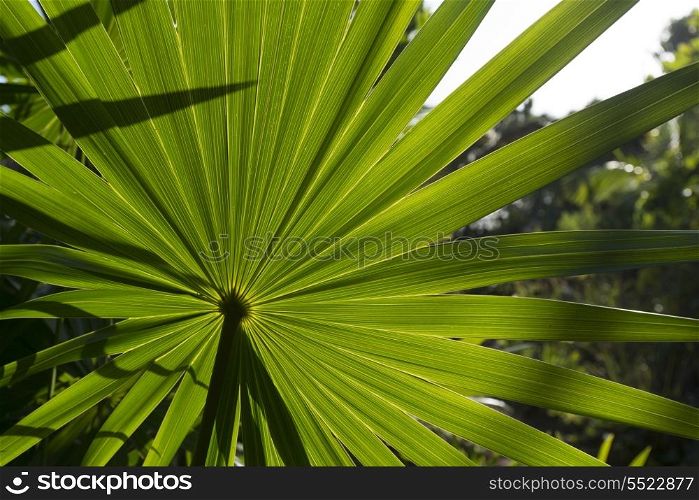 Closeup of palm frond, Utila, Bay Islands, Honduras