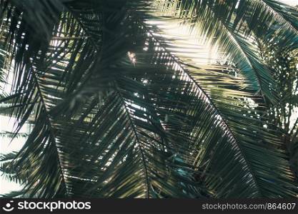 Closeup of palm tree leaves backlighted by sunglight