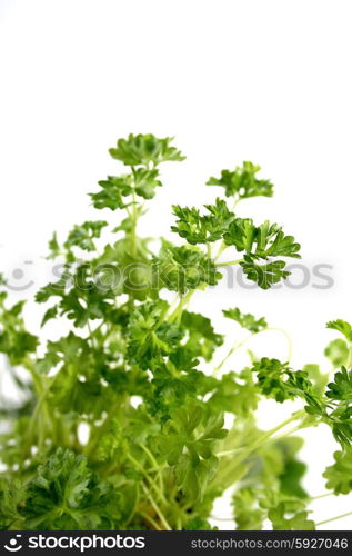 Closeup of parsley on white background