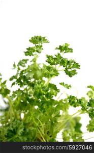 Closeup of parsley on white background