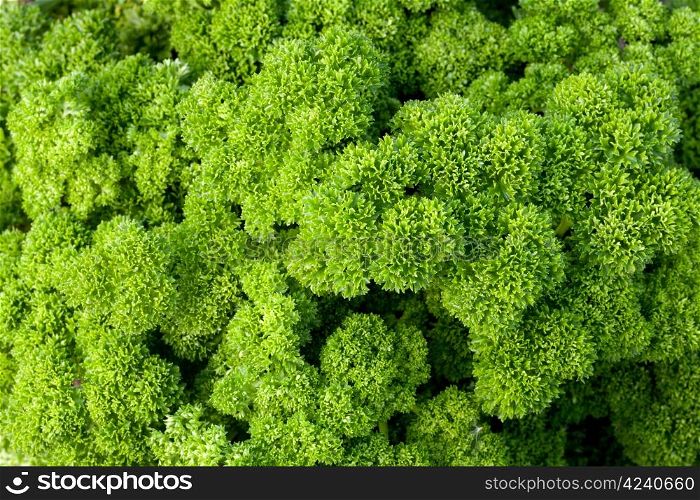 closeup of parsley plant in the garden