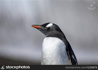 Closeup of penguin close up with black and white feathers and red beak