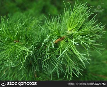 closeup of pine branch