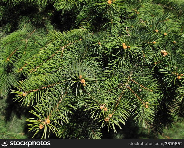 Closeup of pine branches