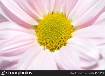 Closeup of pink daisy with soft focus