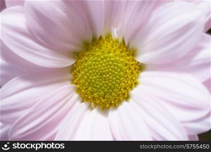 Closeup of pink daisy with soft focus