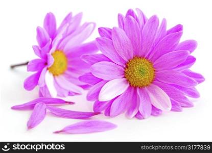 Closeup of pink flower blossoms on white background
