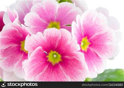 Closeup of pink primrose on white background.
