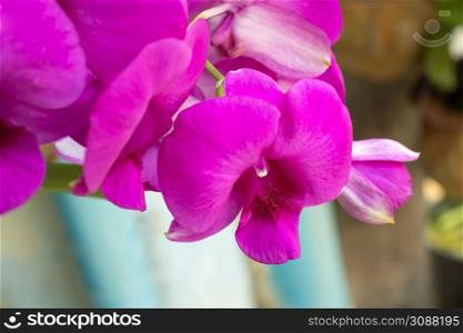 Closeup of pink purple orchid flowers, blue sunny sky background, spring at home, spring holidays