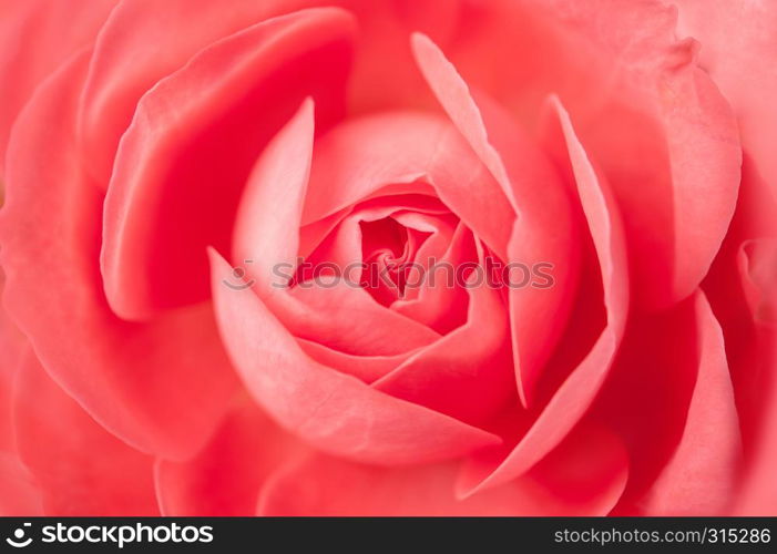 Closeup of pink roses soft blur bokeh texture in pastel colors for a background. Front top photography of a beautiful natural hot pink fuchsia rose.. Closeup pink roses soft blur bokeh texture in pastel colors for a background. Front top photography.