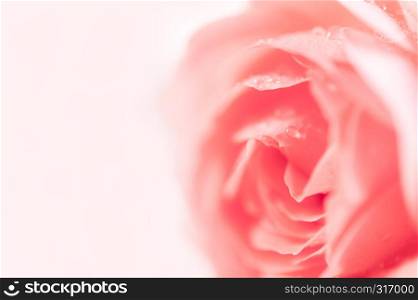 Closeup of pink roses soft blur bokeh texture in pastel colors for a background. Beautiful natural hot pink fuchsia rose on a light pink background. Copy space.. Closeup of pink fuchsia roses soft blur bokeh texture in pastel colors for a background. Copy space.
