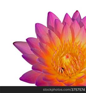 Closeup of pink waterlily. isolated on a white background