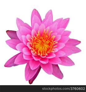 Closeup of pink waterlily, isolated on a white background