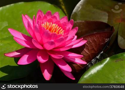 Closeup of pink waterlily on the pond