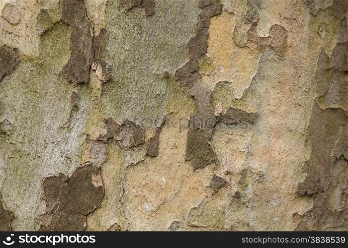closeup of plane tree bark