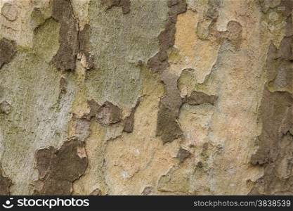 closeup of plane tree bark
