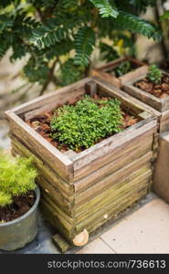 closeup of plant in pot