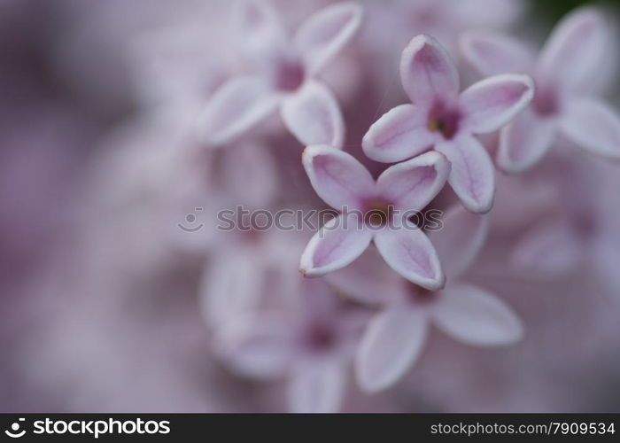 closeup of purple hyacinth