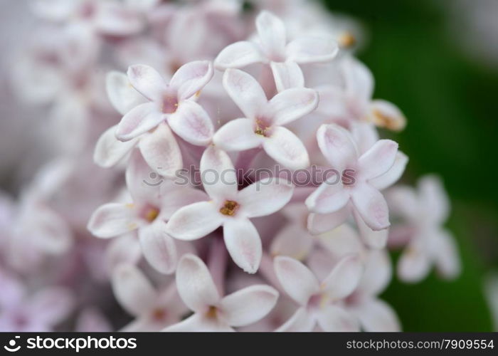 closeup of purple hyacinth