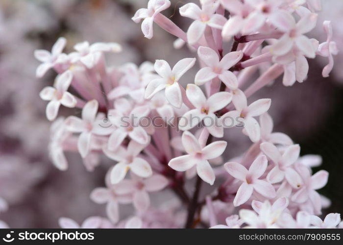 closeup of purple hyacinth