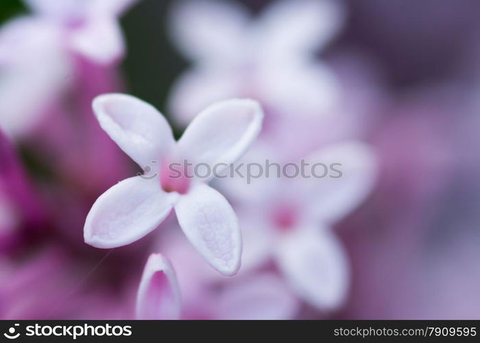 closeup of purple hyacinth