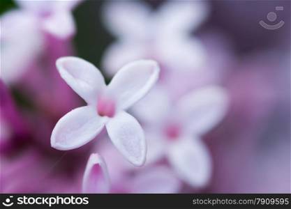 closeup of purple hyacinth