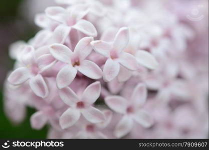 closeup of purple hyacinth