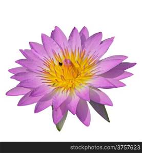 Closeup of purple waterlily, isolated on a white background