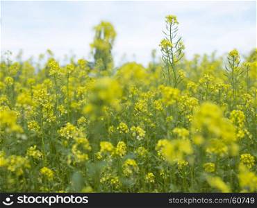closeup of rapeseed flowers in field