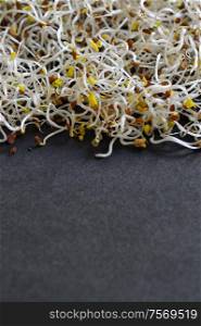 Closeup of Raw Alfalfa Sprouts