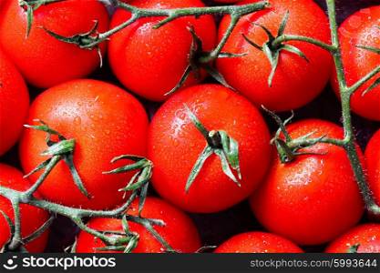 Closeup of raw tomatoes on the vine with water drops in macro