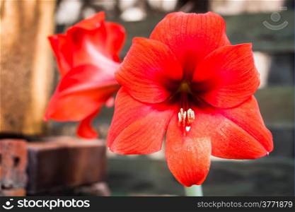 Closeup of red amaryllis flower in garden