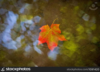 Closeup of red and green colored maple leaf in the water with the reflection of sky on the water