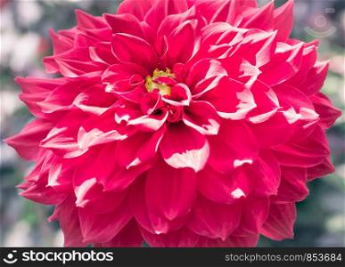 Closeup of red dahlia flower with retro filter effect