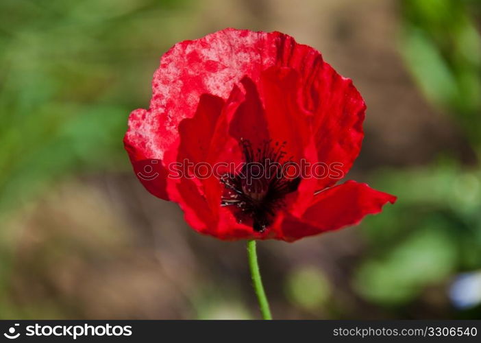 Closeup of red poppy flower against blurred background