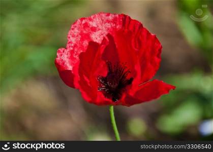 Closeup of red poppy flower against blurred background