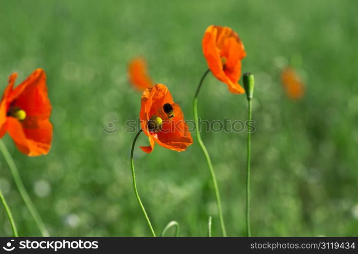 closeup of red poppy on cereal field