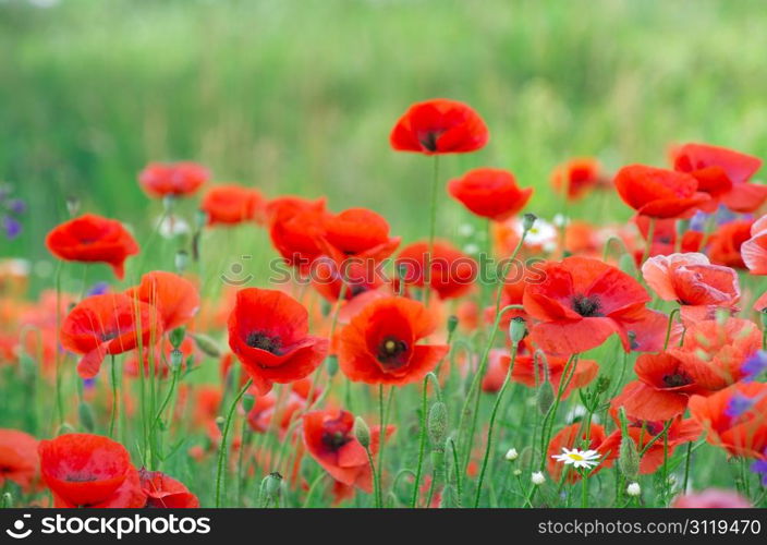 closeup of red poppy on cereal field