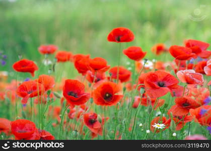 closeup of red poppy on cereal field