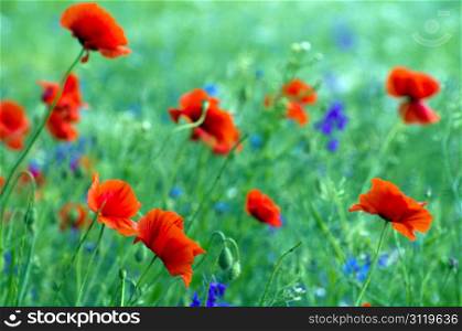 closeup of red poppy on cereal field