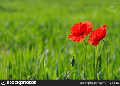 closeup of red poppy on cereal field