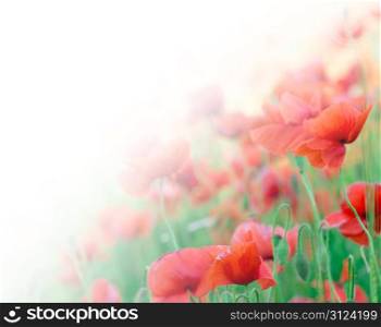 closeup of red poppy on cereal field