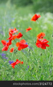 closeup of red poppy on cereal field