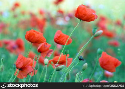 closeup of red poppy on cereal field