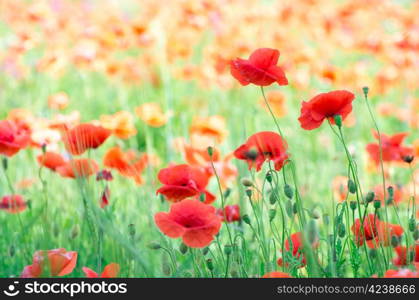 closeup of red poppy on cereal field