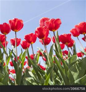 closeup of red tulips and blue sky on dutch tulip flower landscape in holland