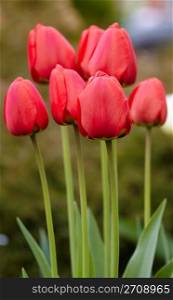 Closeup of red tulips in a group.