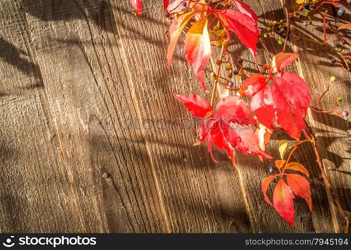 closeup of red virginia creeper leaves against a wooden fencing